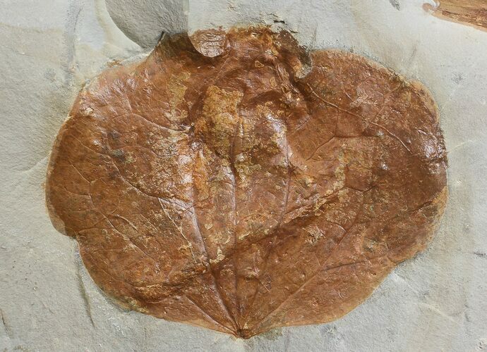 Detailed Fossil Leaf (Zizyphoides) - Montana #68345